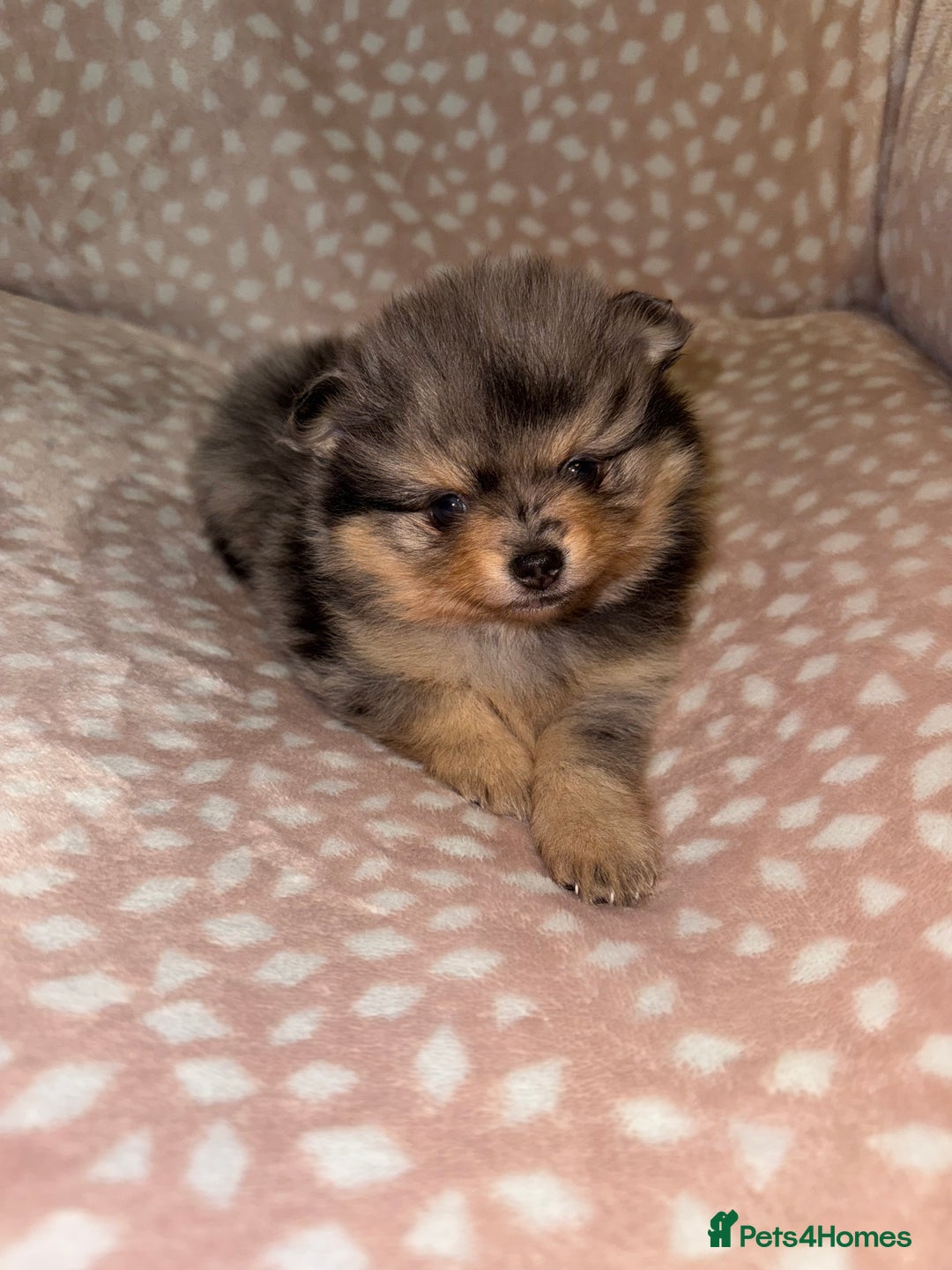 Pomeranian dogs for sale: Adorable Pomeranian Puppies 💙🩷💙 - Advert 18