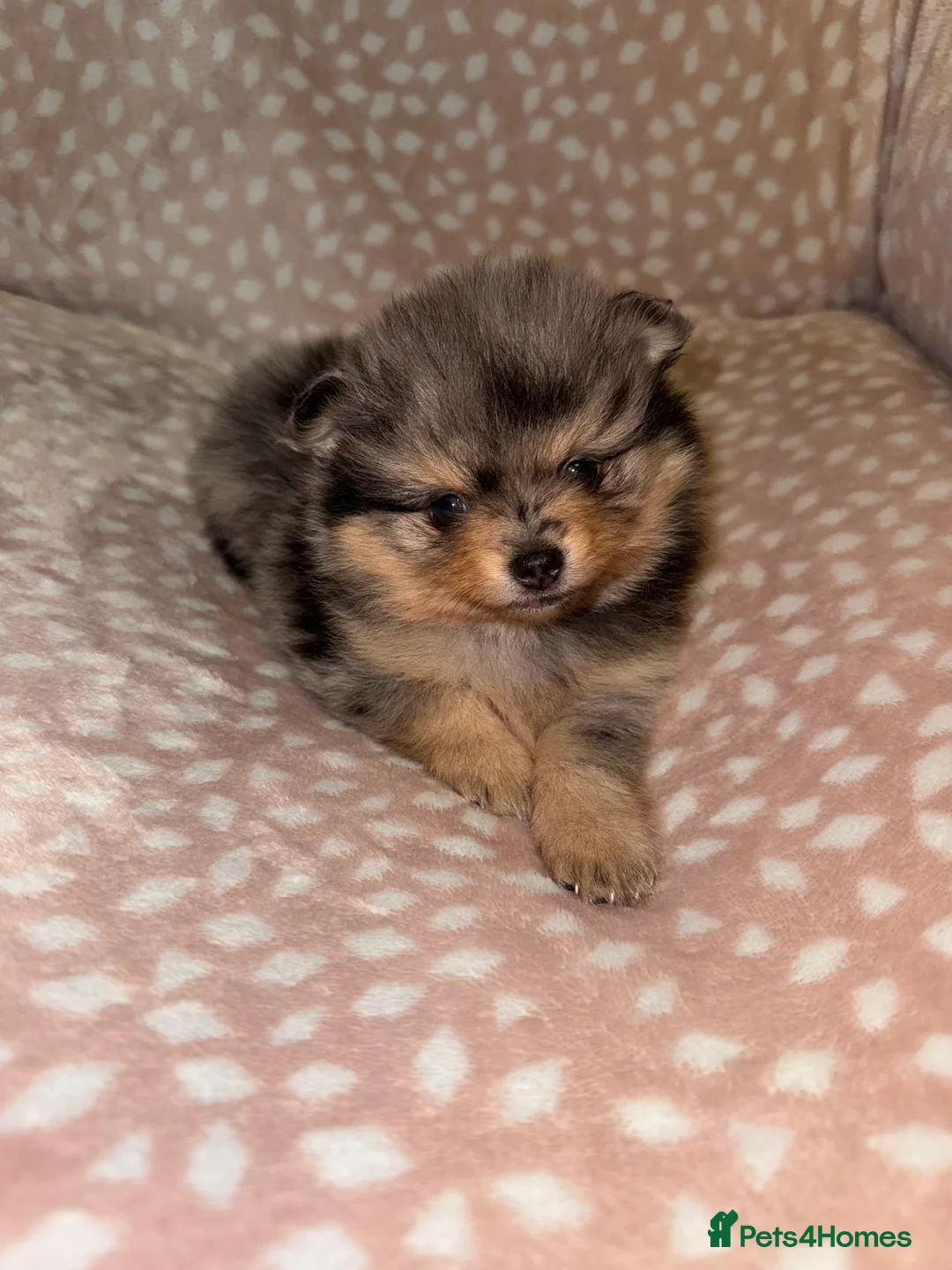 Pomeranian dogs for sale: Fully Vaccinated Orange Sable Boy Pomeranian 💙 - Advert 25
