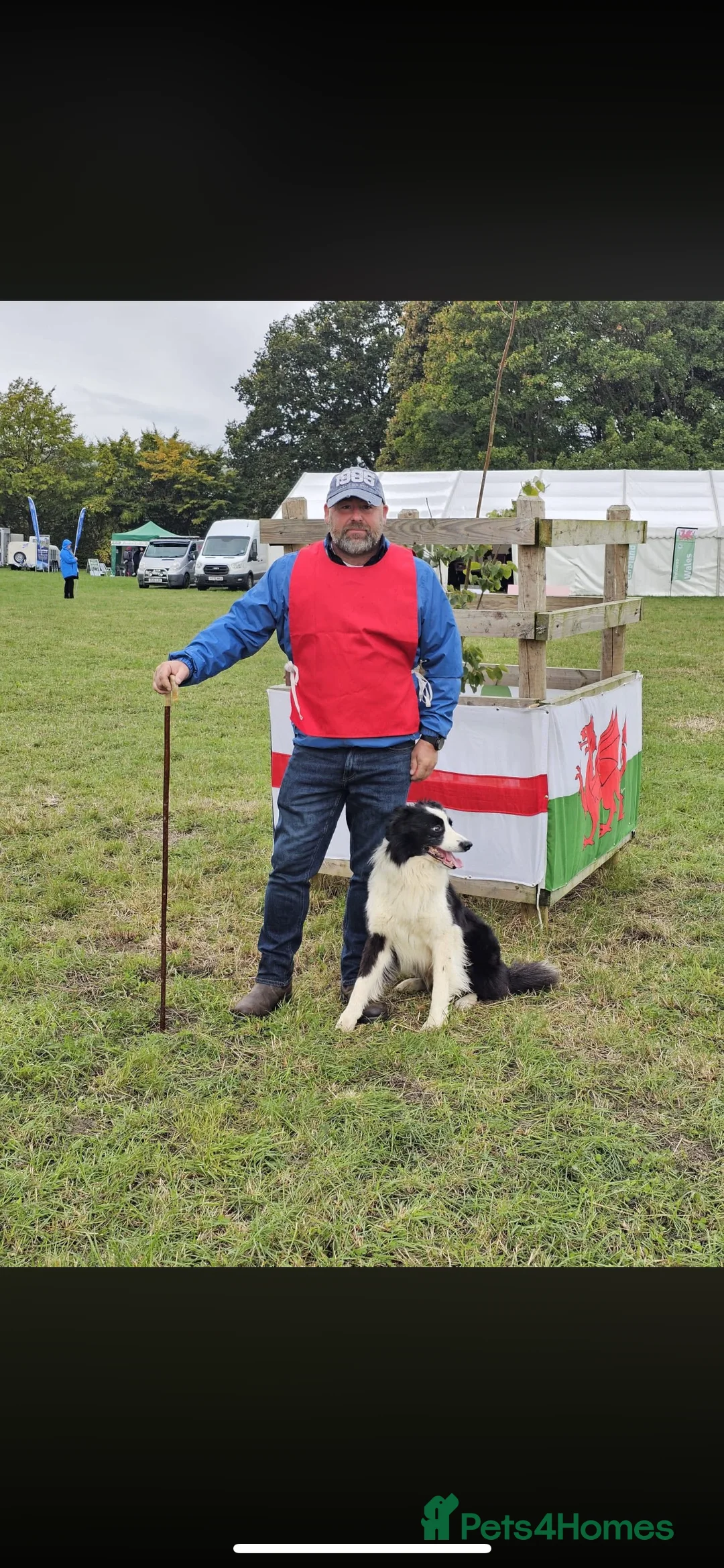 Border Collie dogs for sale: Blue Merle and Tri border collie pups - Advert 8
