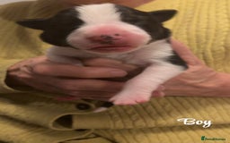 Border Collie dogs for sale: Border collie pups - Image 3