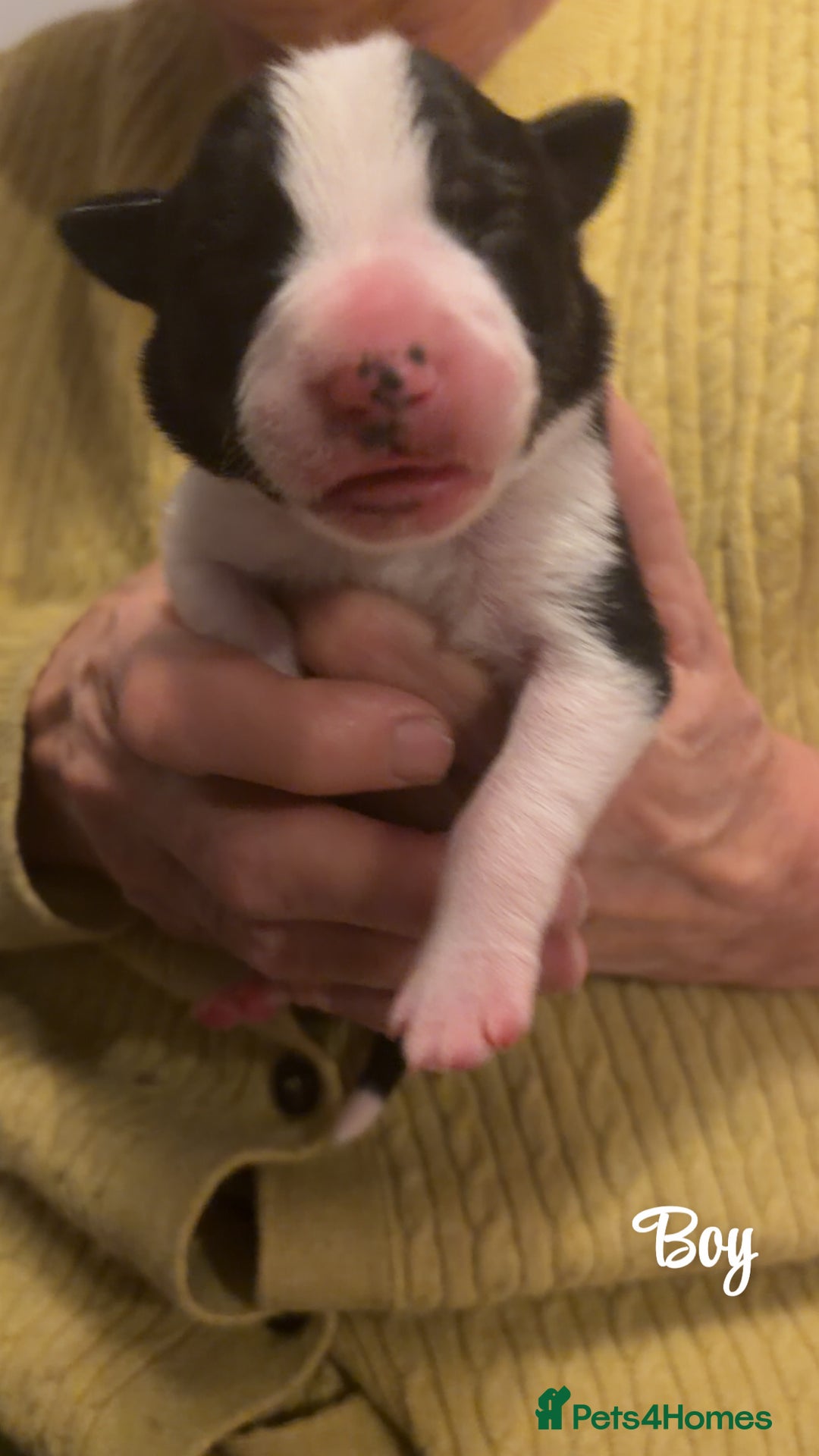 Border Collie dogs for sale: Border collie pups - Image 3