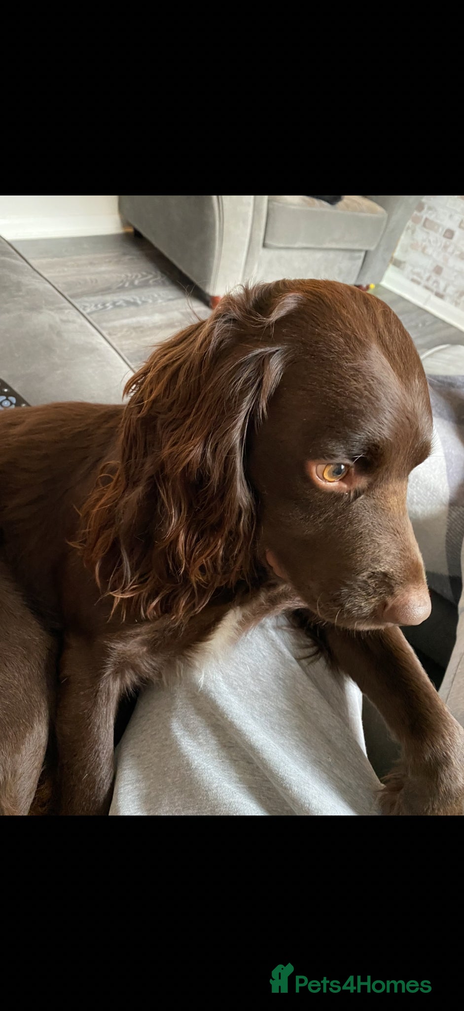Sprocker dogs 8 year old sprocker spaniel for rehome - Advert 4