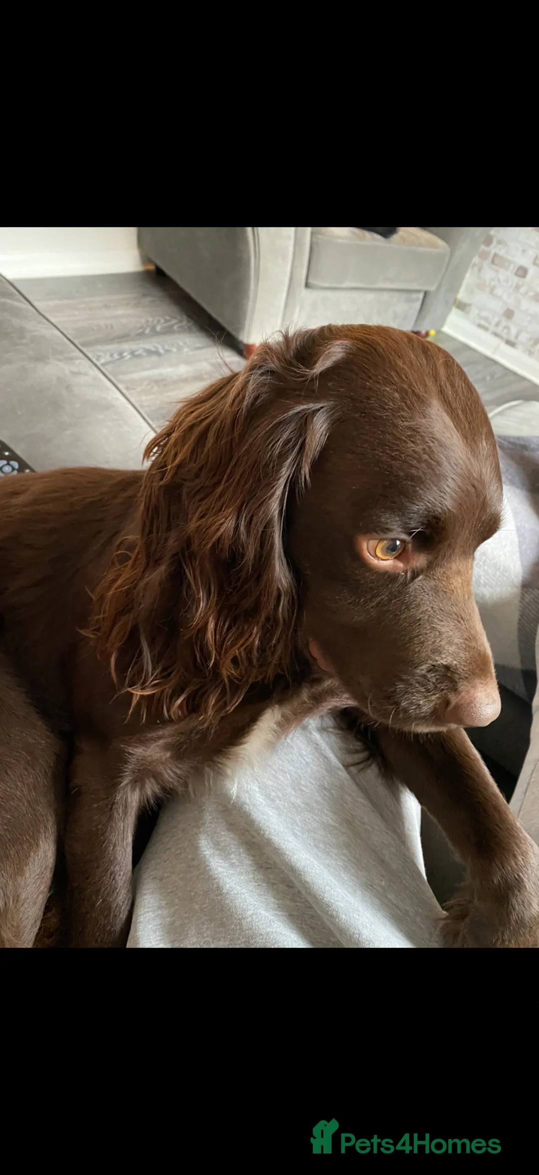 Sprocker dogs for sale: 8 year old sprocker spaniel for rehome - Advert 1