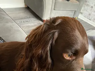 Sprocker dogs 8 year old sprocker spaniel for rehome - Advert 15