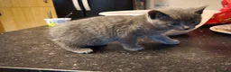 British Shorthair cats for sale: Kittens 🐈🐈🐈 in Bristol - Advert 22