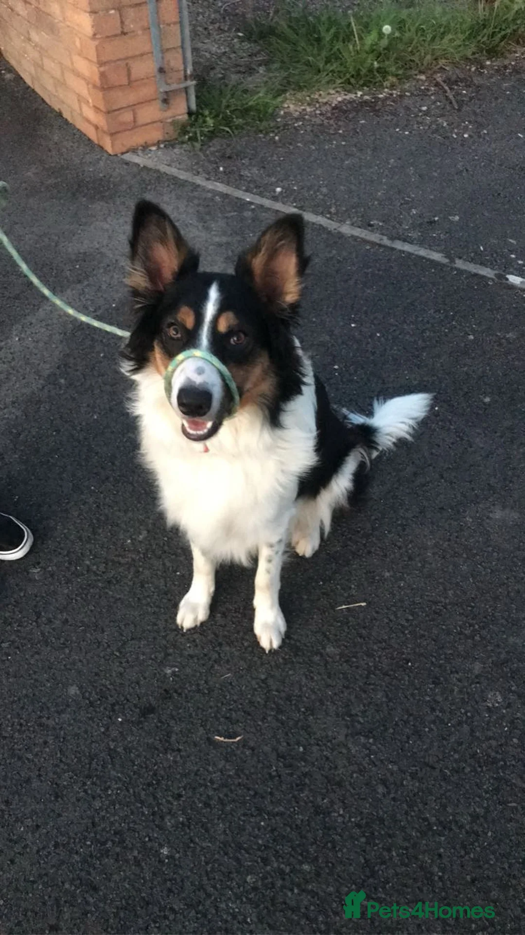 Border Collie dogs for sale: Experienced forever home only  - Advert 10