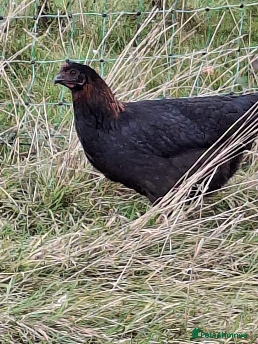 Chickens poultry for sale: Black copper marans and Red Dorkings - Advert 2