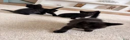 Mixed Breed cats for sale: Mixed-Breed Kittens Looking for Loving Homes in High Wycombe - Advert 4