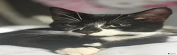 Domestic Shorthair cats for sale: Milo  - Advert 9