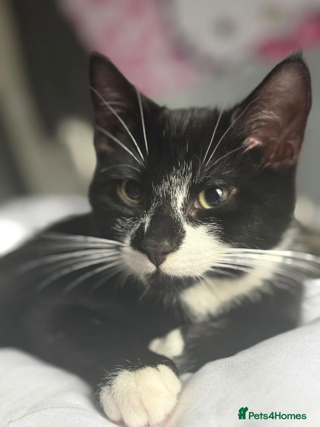 Domestic Shorthair cats for sale: Milo  - Advert 9