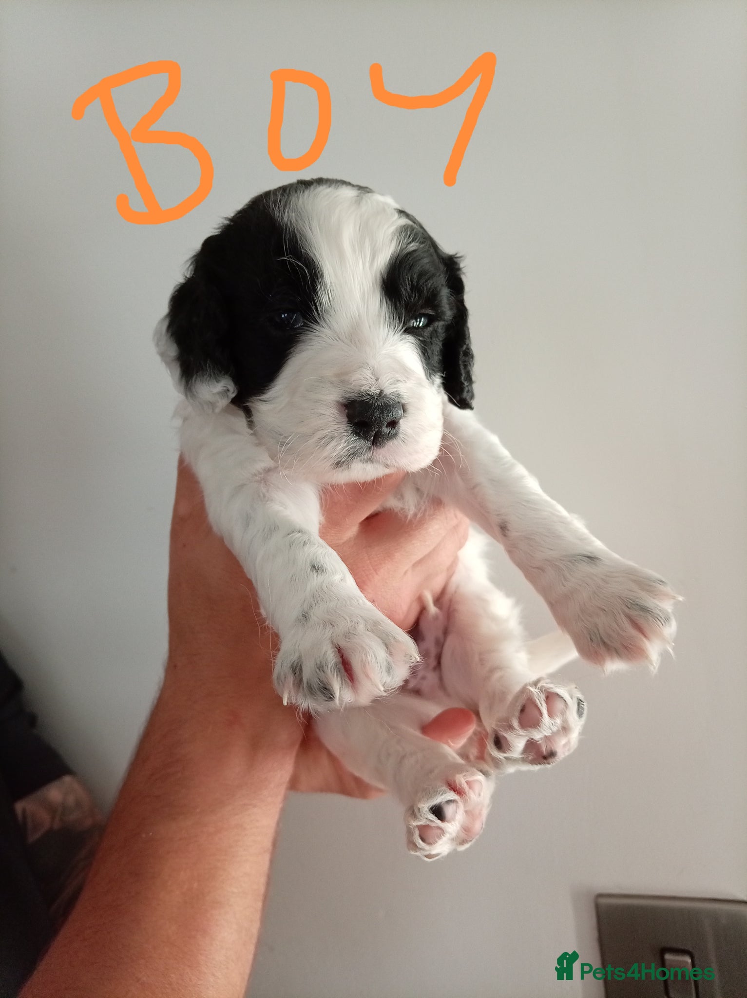 English Springer Spaniel dogs for sale: Springiel spaniel  - Advert 8