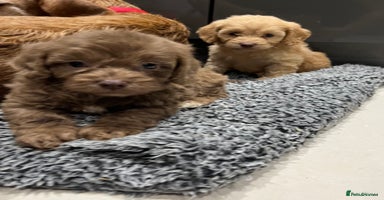 Cockapoo dogs - Advert 6