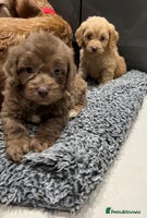 Cockapoo dogs - Advert 7