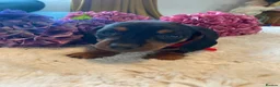 Miniature Dachshund dogs for sale: Beautiful miniature dachshund litter  - Advert 13