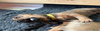 Miniature Dachshund Puppy 1