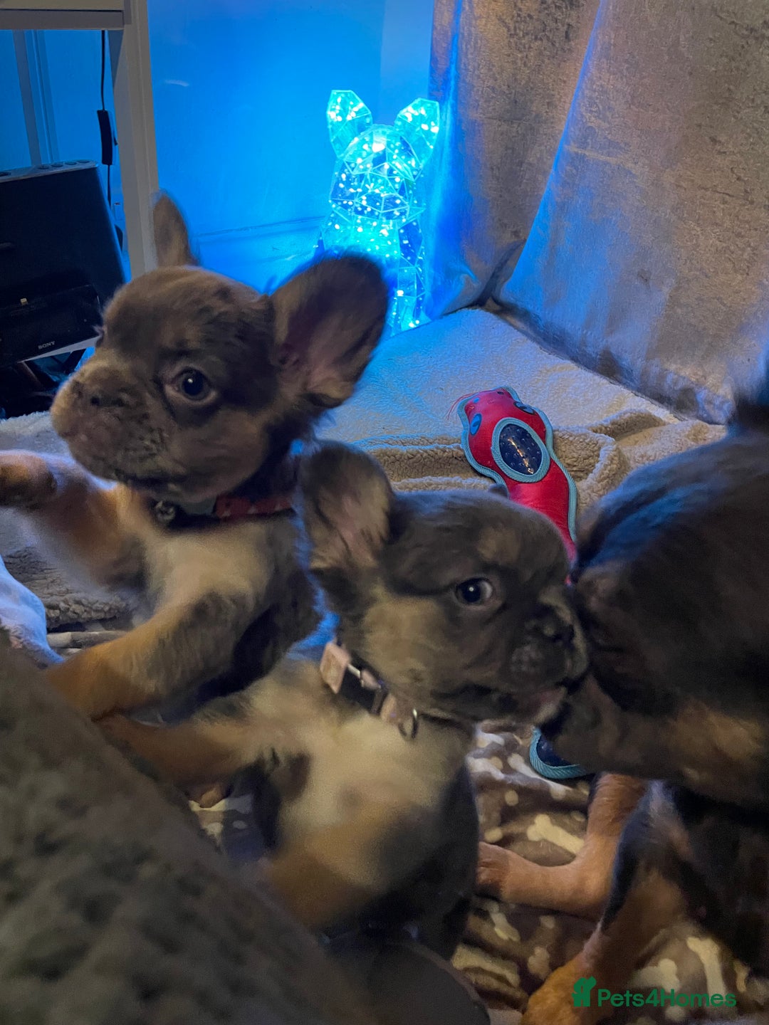 French Bulldog dogs for sale: Visual Fluffy Compact French Bulldogs 🩷🐶🐾 - Advert 3