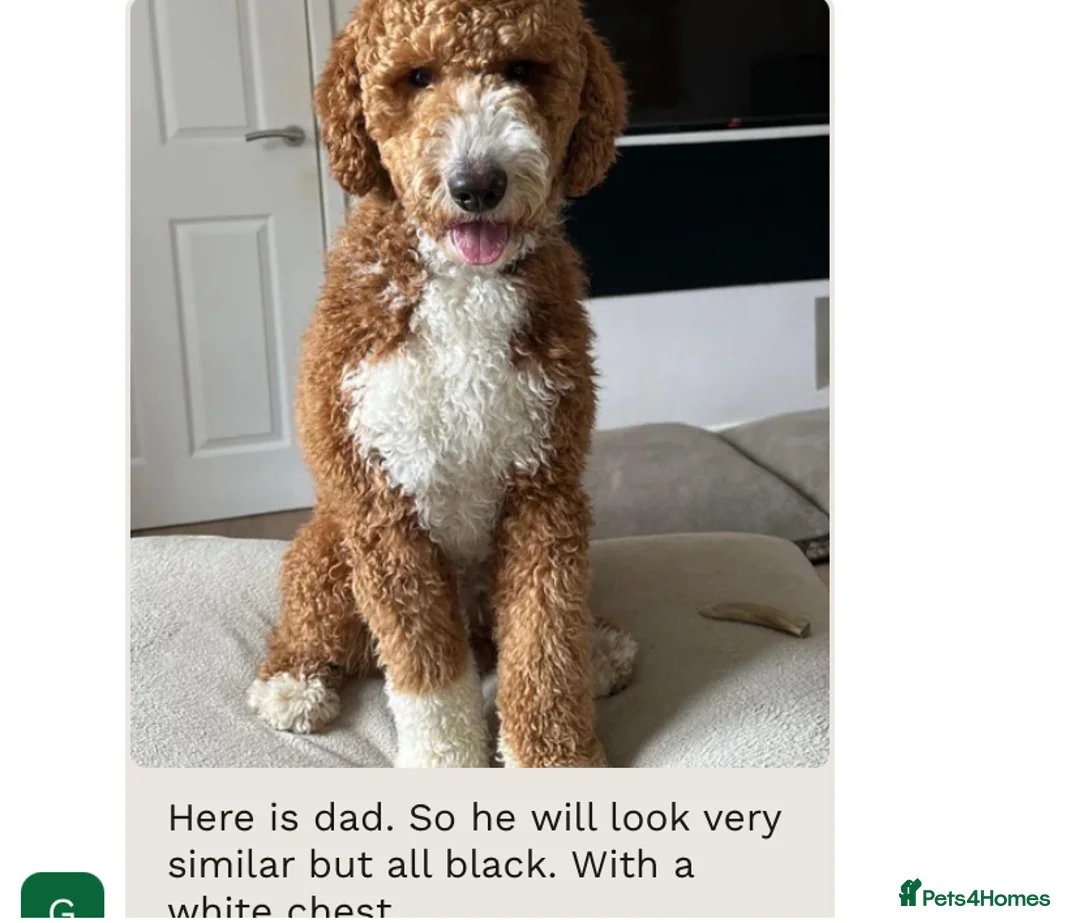 Goldendoodle dogs for sale: Golden Doodle male puppy - Advert 7