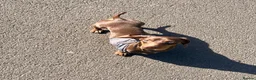 Miniature Dachshund dogs for sale: 2 year old male miniature dachshund  - Advert 3