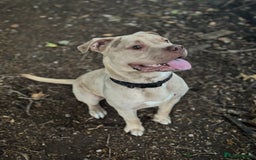 Mixed Breed dogs for sale: Merl bull massive  - Image 1