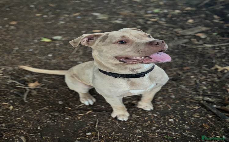 Mixed Breed dogs - Advert 1