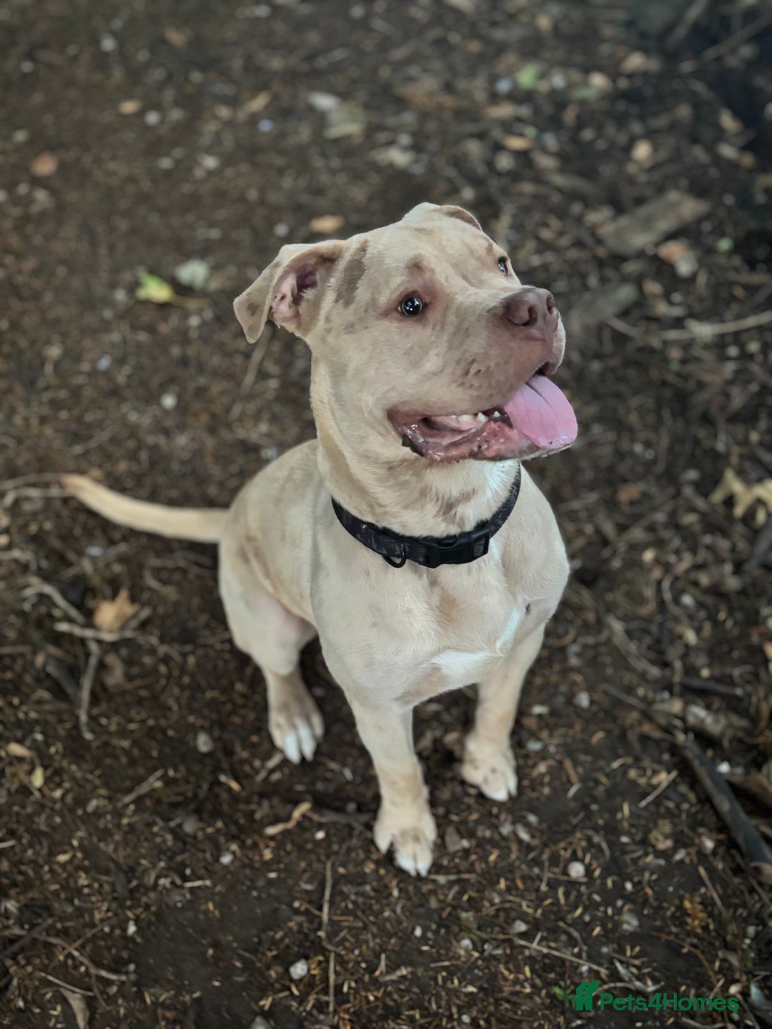 Mixed Breed dogs for sale: Merl bull massive  - Image 1