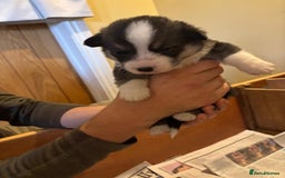 Welsh Corgi Pembroke dogs for sale: 6 KC stunning Tricolour corgi dogs - Image 4