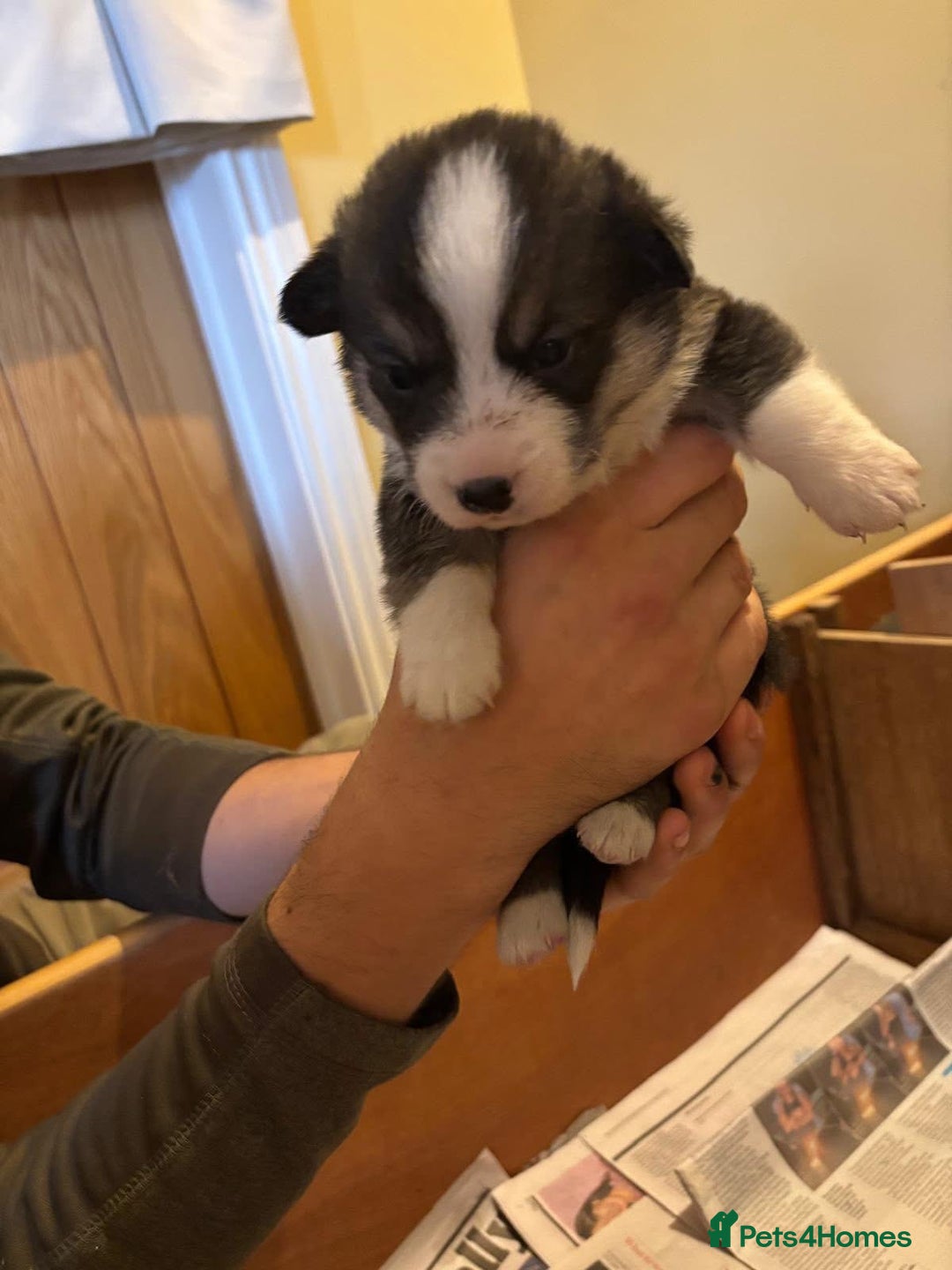 Welsh Corgi Pembroke dogs for sale: 6 KC stunning Tricolour corgi dogs - Image 4