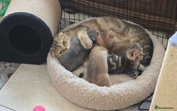 Scottish Fold cats for sale: British shorthair and Scottish fold - Image 23