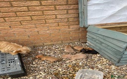 Chihuahua dogs for sale: Adorable Chihuahuas £650-£700 “Boys & Girls’ - Image 9