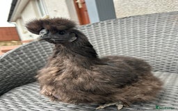 Chickens poultry for sale: Show quality silkie hen pair - Image 4