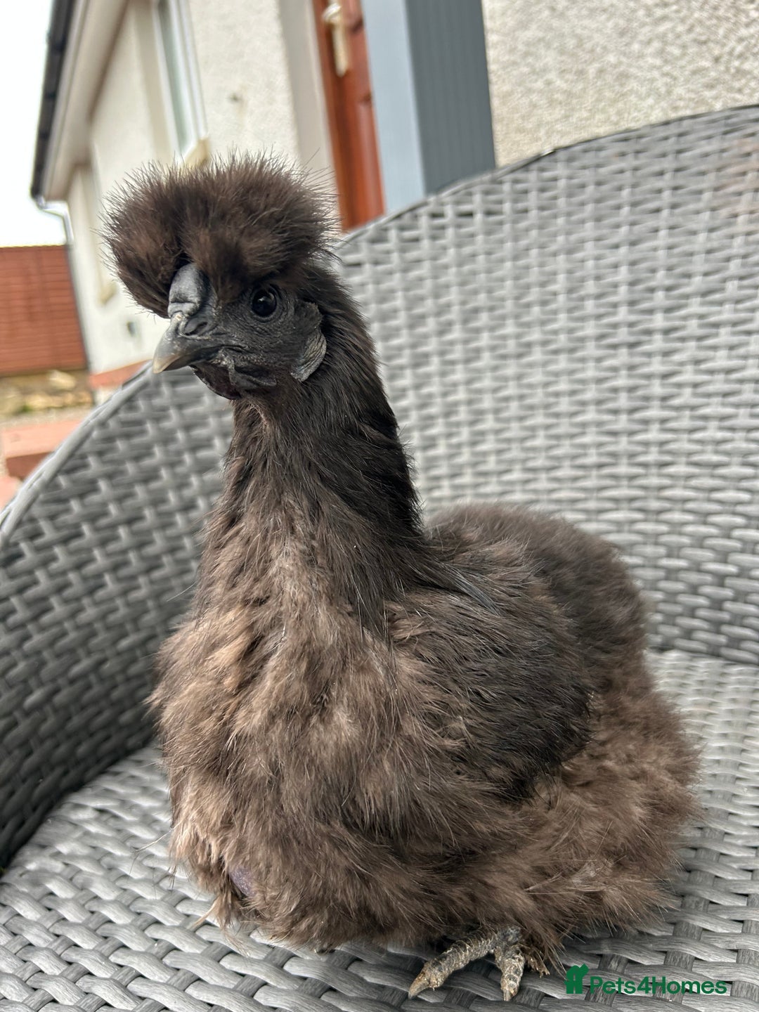 Chickens poultry for sale: Show quality silkie hen pair - Image 4
