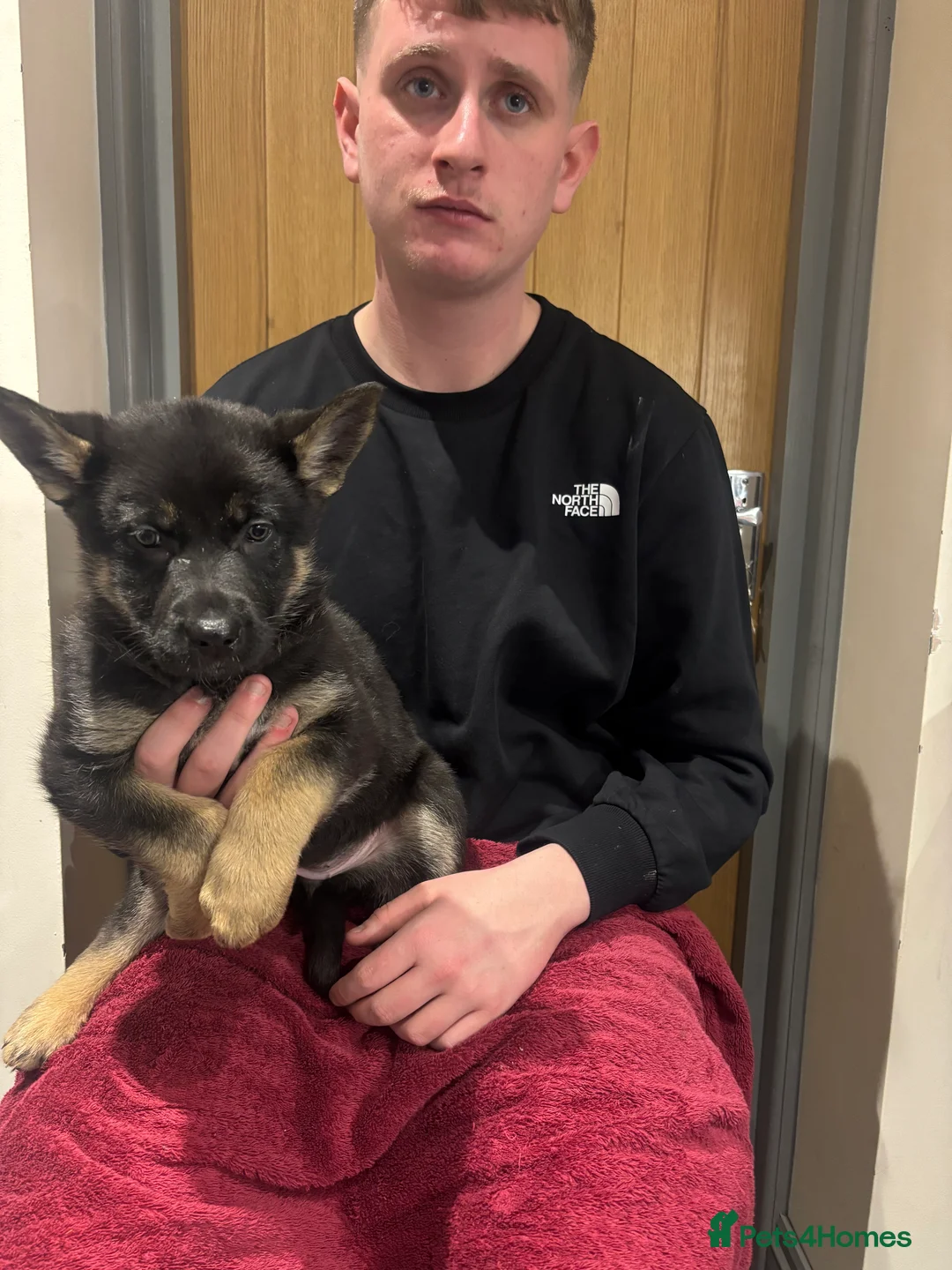 German Shepherd dogs for sale: Beautiful German Shepard puppies - Advert 15