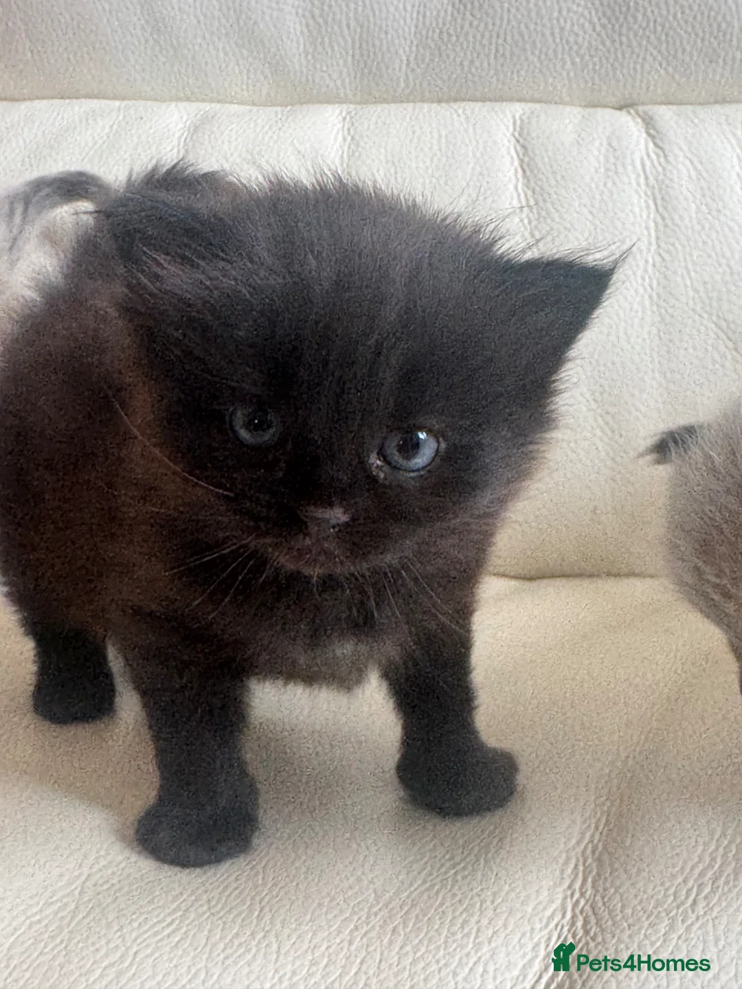 Ragdoll cats for sale: Stunning Ragdoll Kittens  - Advert 8