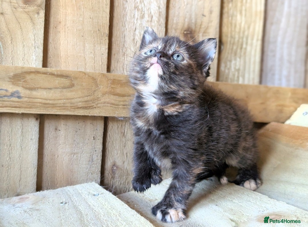 Maine Coon cats for sale: 6 Maine Coon X Polydactyl Kittens - Image 13