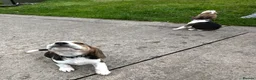 Beagle dogs for sale: Quality Foot Beagle Puppies - Advert 16