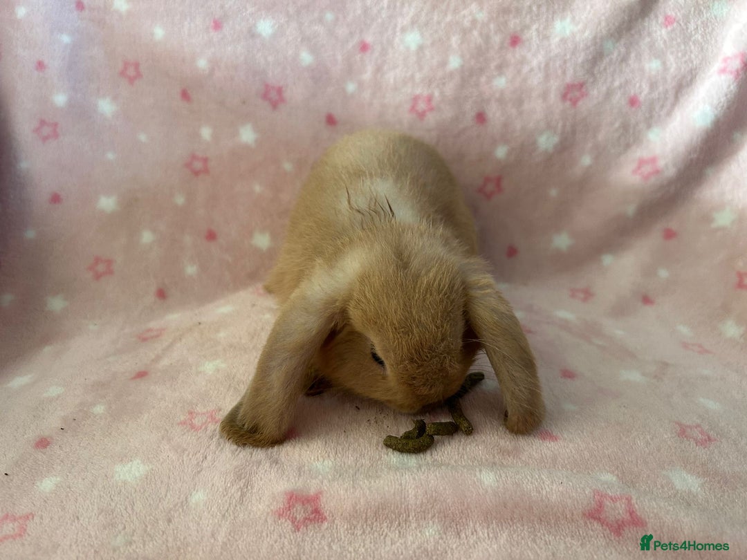 Mini Lop rabbits for sale: Pure Breed Mini Lop baby bunnies ready 1st Aug - Image 19