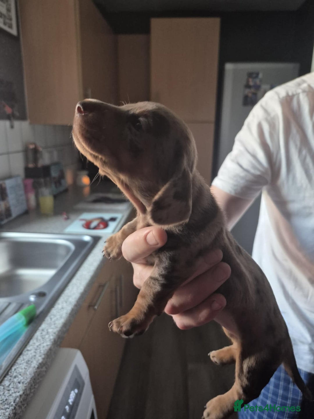 Dachshund dogs for sale: Dachshund puppies  - Image 12