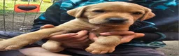 Labrador Retriever dogs for sale: Ready Now Last Male Labrador (BLUE) 🐶🐾 - Advert 26