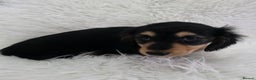Miniature Dachshund dogs for sale: Long hair Black & cream Boy. KC - Advert 3