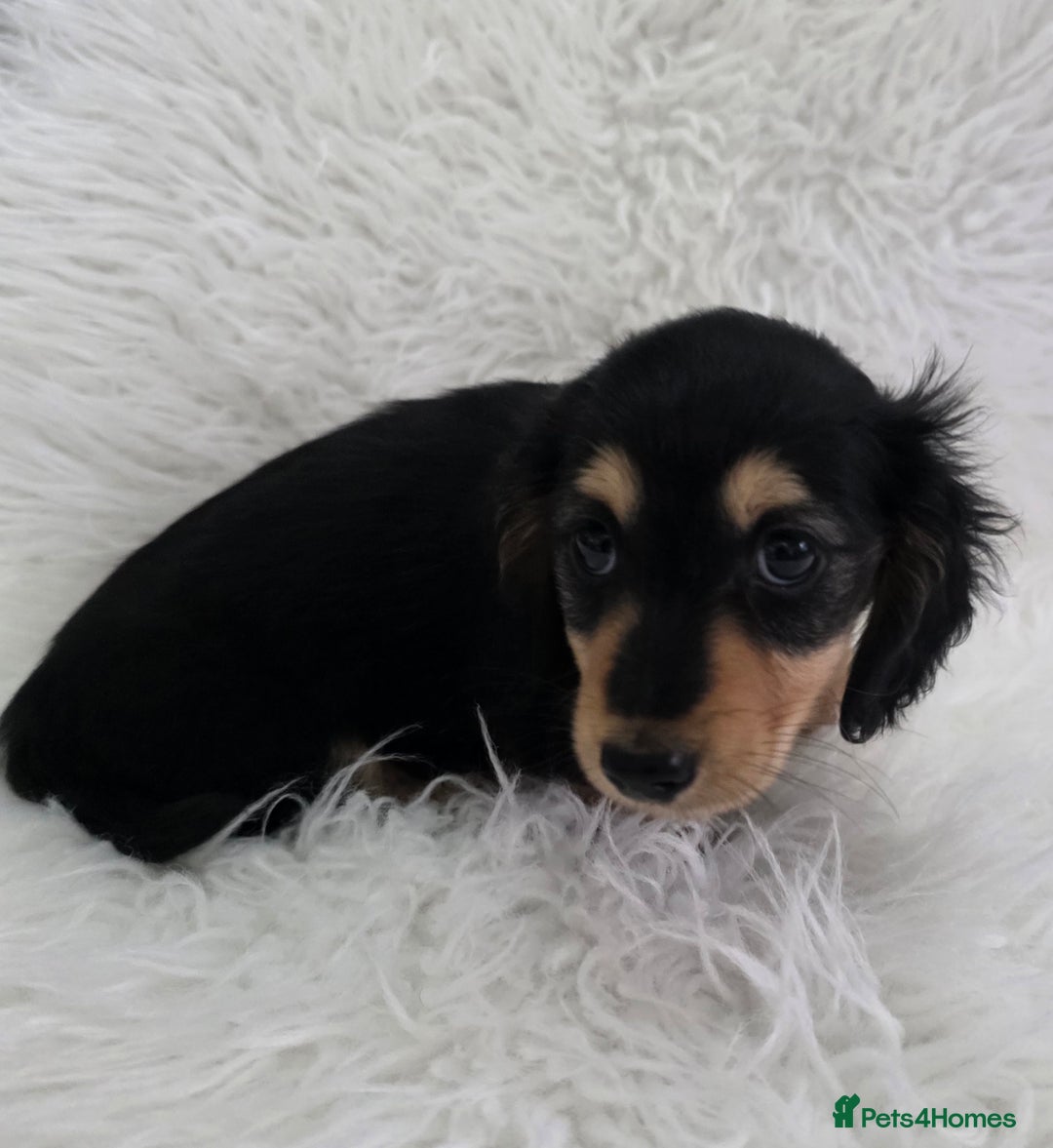 Miniature Dachshund dogs for sale: Long hair Black & cream Boy. KC - Advert 3
