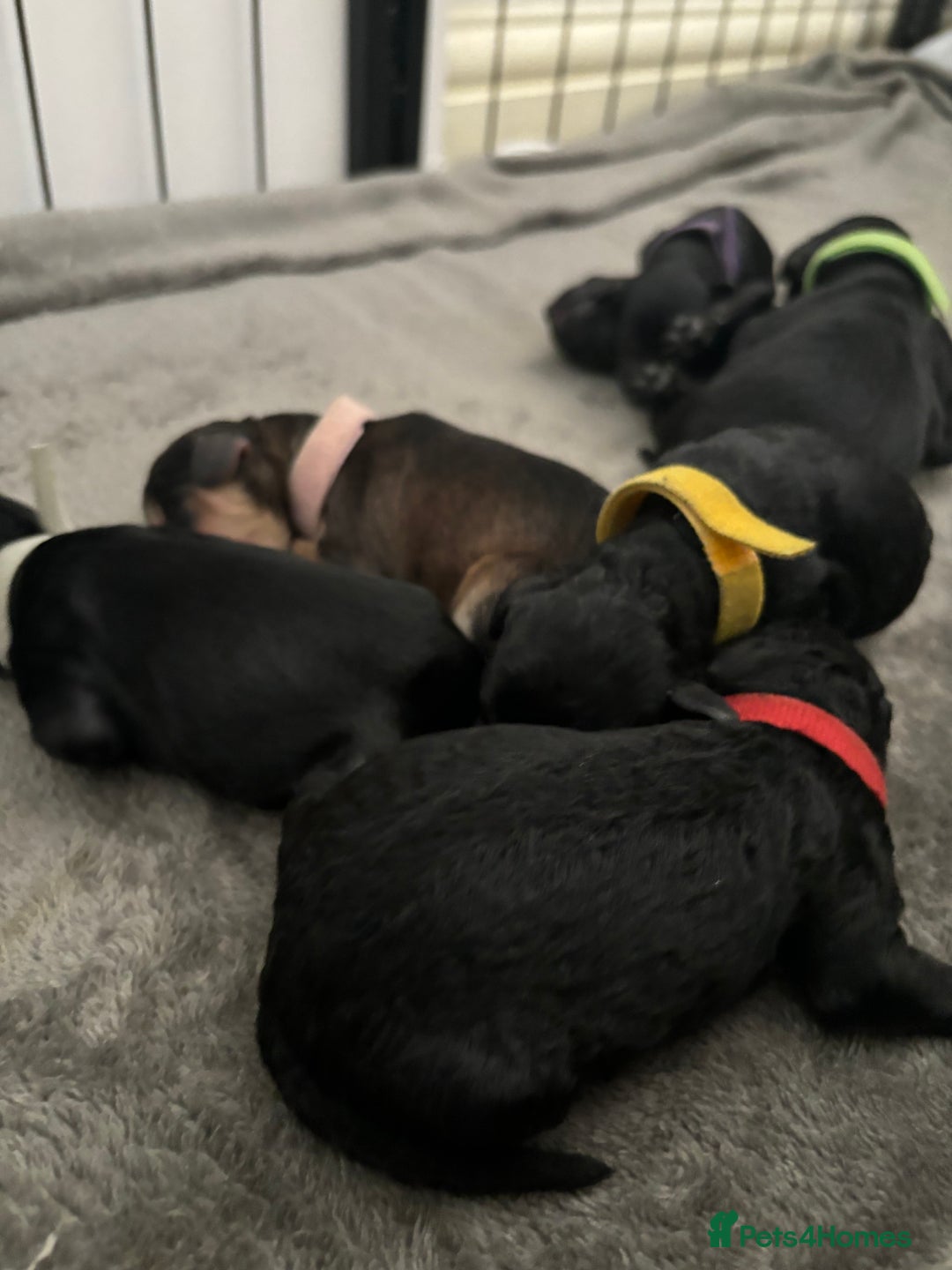 Cockapoo dogs for sale: F2B cockapoo puppies  - Image 3