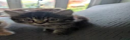 British Shorthair cats for sale: 4 Beautiful loving adorable kittens  - Advert 9