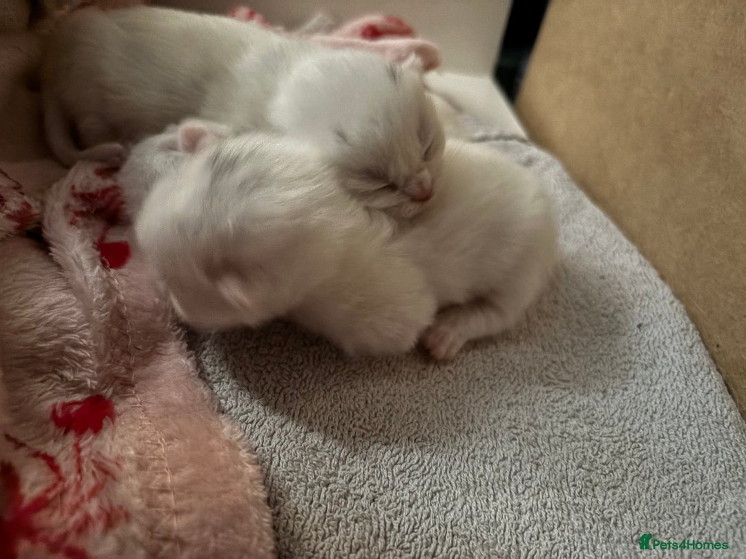 Khao Manee cats for sale: Cut fluffy kittens  - Advert 3