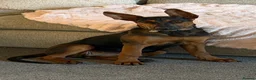 Chinese Red Dog dogs for sale: Chinese red dog 5 months old in Reading - Advert 2