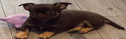 Chihuahua dogs for sale: Stunning Chihuahua boy - Advert 5
