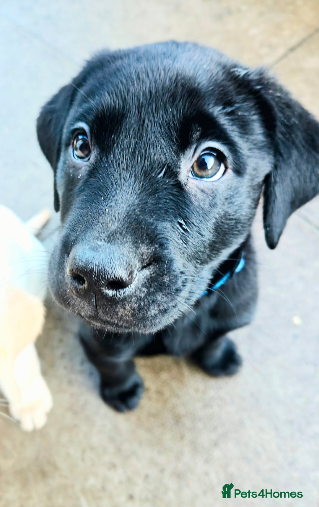 Labrador Retriever dogs for sale: *2 left* KC reg labs (READY TO GO NOW!) - Advert 31