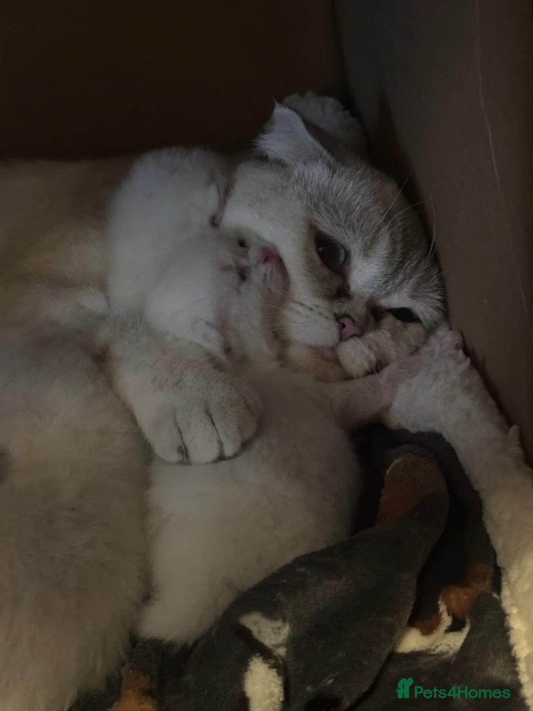 Scottish Fold cats for sale: BEAUTIFUL WHITE SCOTTISH FOLDS in Grays - Advert 10