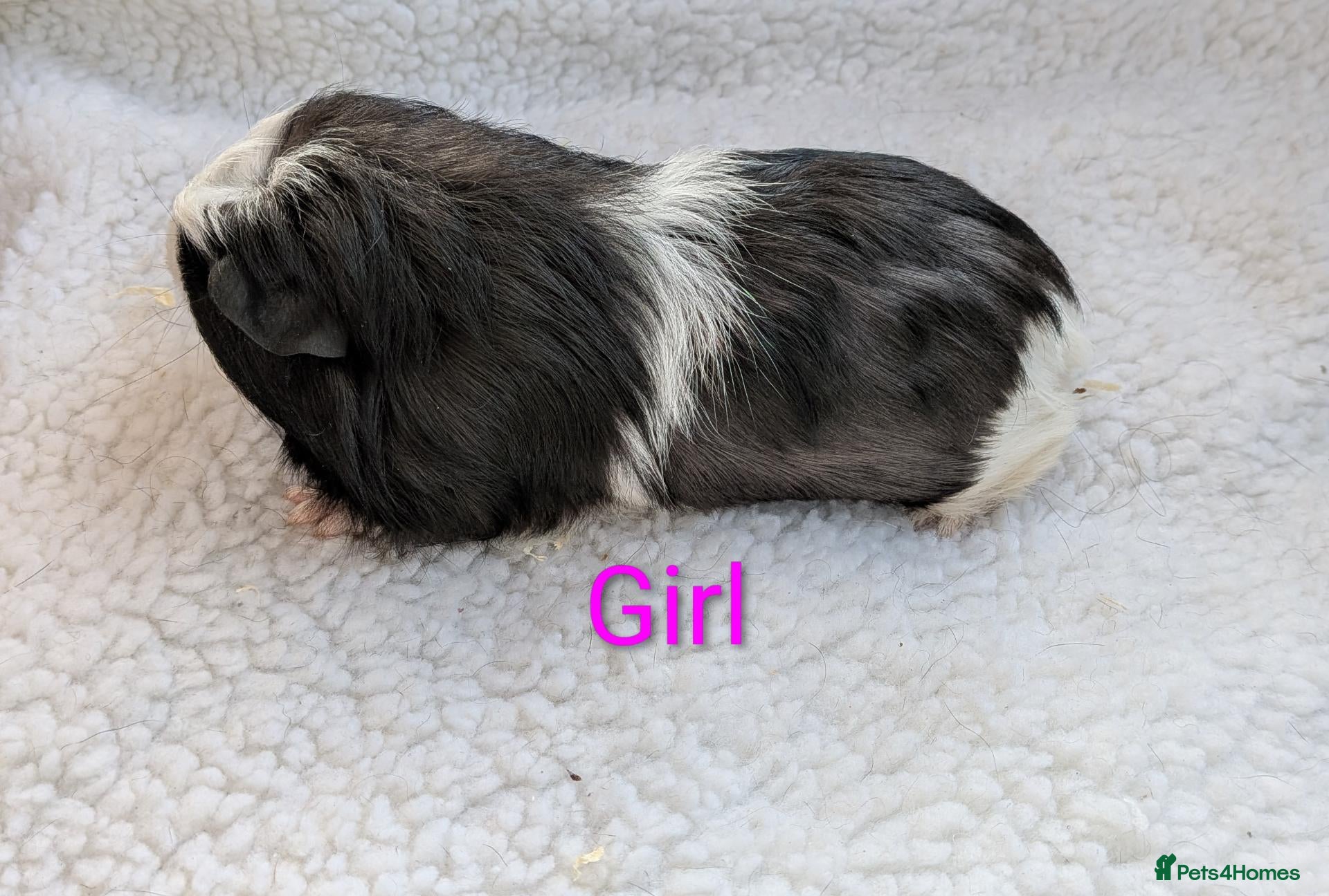Guinea Pig rodents Male & Female Baby Guinea pigs for sale  - Advert 20