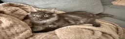 Maine Coon cats for sale: Beautiful Lady MaineCoon for sale!  - Advert 6