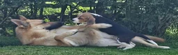 Beagle dogs for sale: Stunning Male Blanket Tri Beagle Puppy - Ready Now - Advert 5